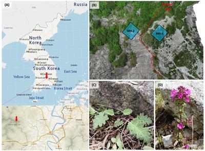 Strict biennial lifecycle and anthropogenic interventions affect temporal genetic differentiation in the endangered endemic plant, Pedicularis hallaisanensis